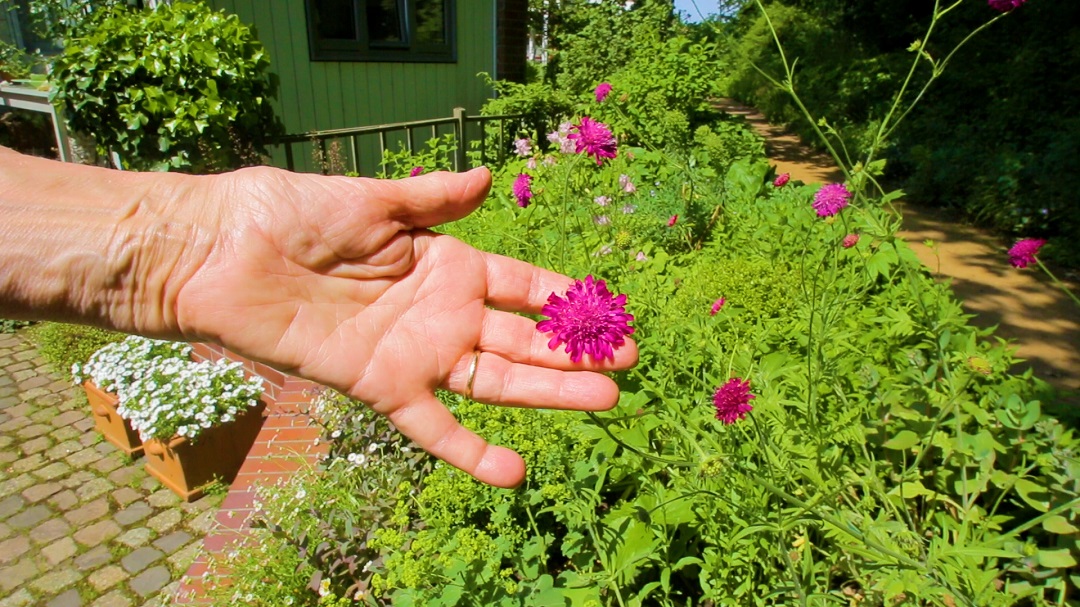 Hand hält Blüte