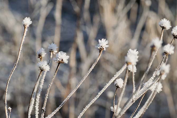 Trockene Blumen
