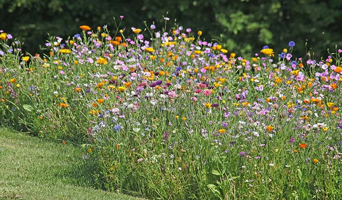 Blühende Wiese