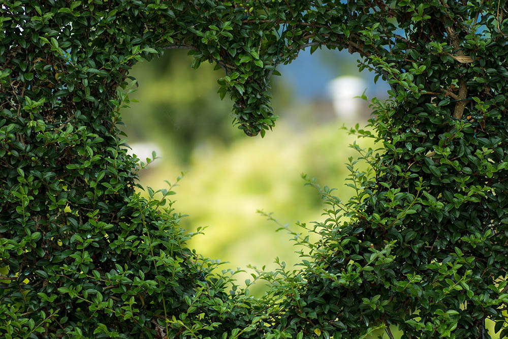 Hecke in Herzform geschnitten