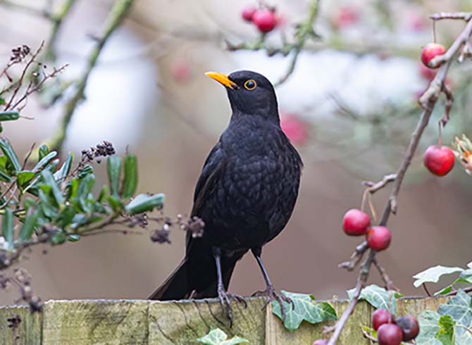 Amsel Zaun