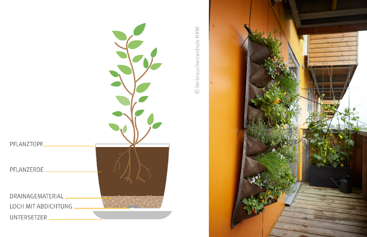 Illustration vom Aufbau einer Kübelbepflanzung und Foto von Küchenkräutern im Organizer, Kletterpflanze an Spalier; Foto: Botanical Images/Flora Press