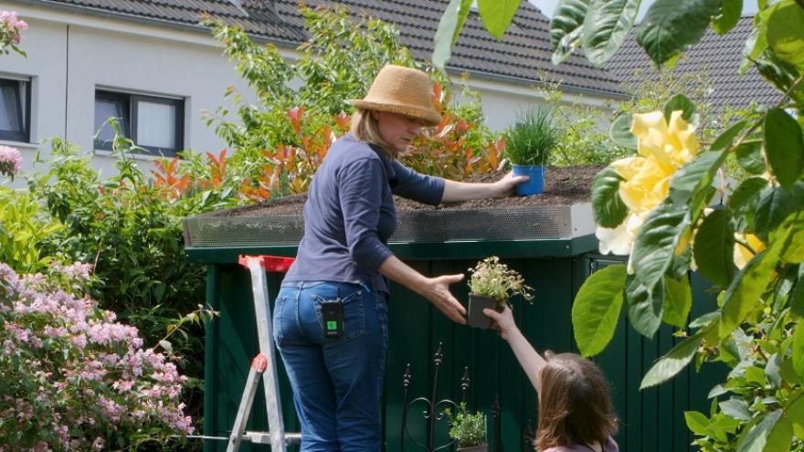 Frau bringt Pflanzen auf das Dach eines Gartenhäuschens zur Dachbegrünung