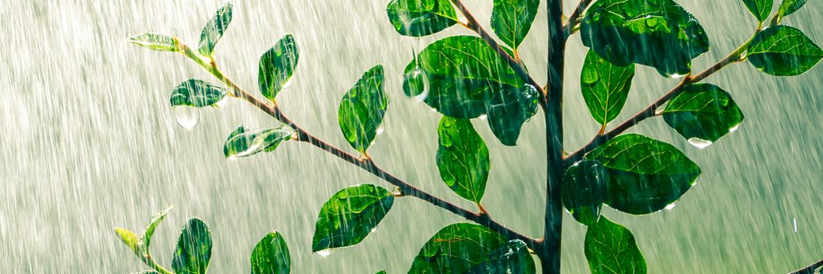 Pflanze und starker Regen
