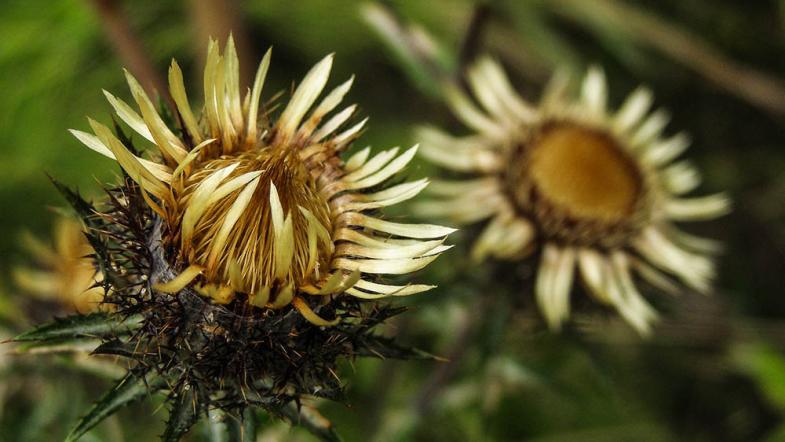 Gewöhnliche Golddistel