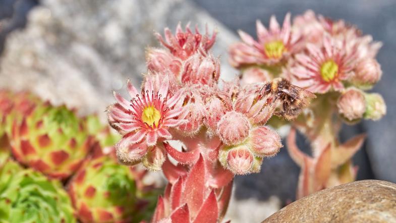 Dach-Hauswurz (Sempervivum Tectorum)