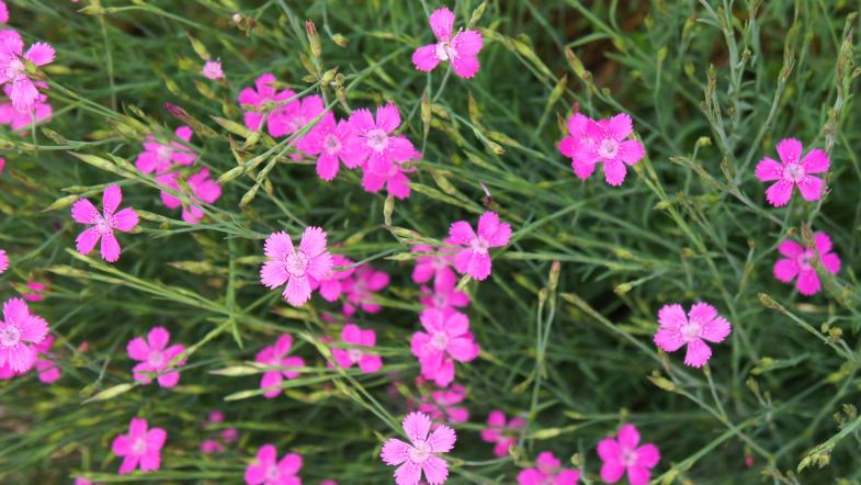 Heide-Nelke (Dianthus Deltoides)