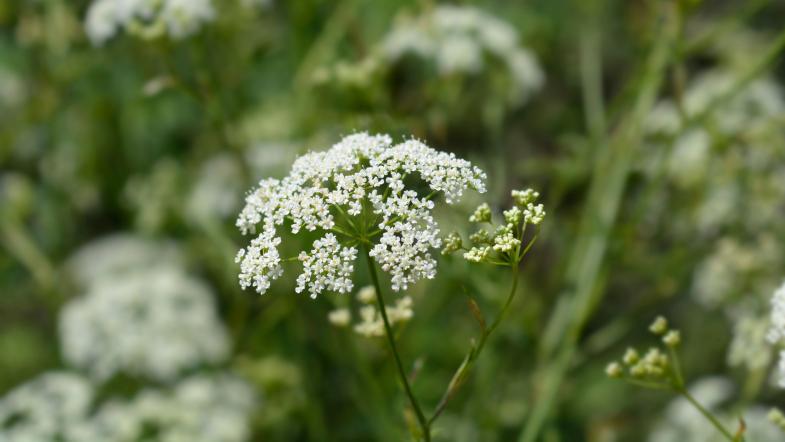 Kleine Bibernelle (Pimpinella Saxifraga)