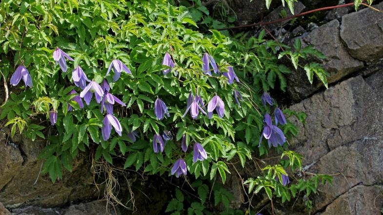 Alpen-Waldrebe (Clematis alpina)