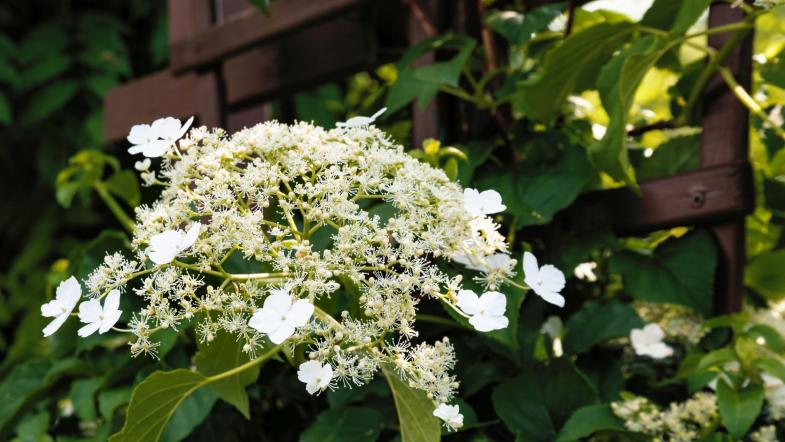 Kletterhortensie (Hydrangea petiolaris)