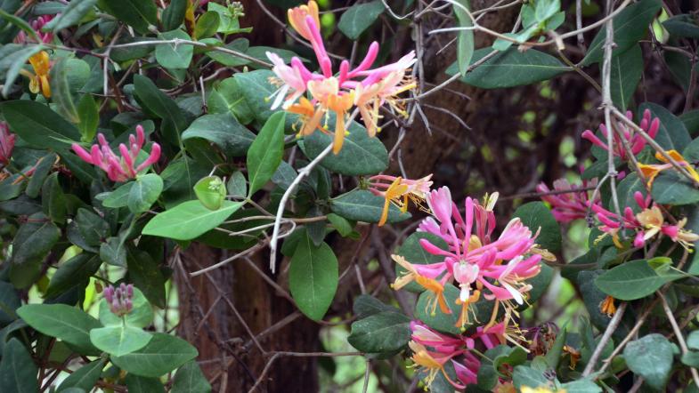 Wald-Geißblatt (Lonicera periclymenum)