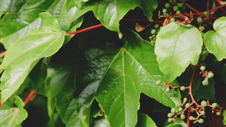 Wilder Wein (Parthenocissus tricuspidata)