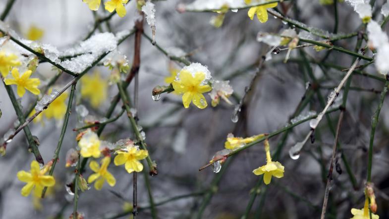 Winter-Jasmin (Jasminum nudiflorum)