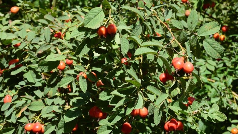 Apfel-Rose (Rosa villosa)