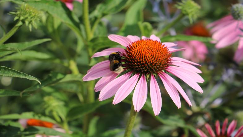 Eine Hummel sitzt auf einer Echinacea