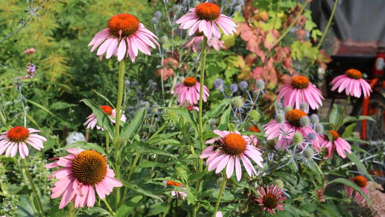 Echinaceas blühen in einem Grünstreifen in der Stadt