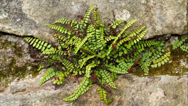 Braunstieliger Streifenfarn (Asplenium trichomanes)