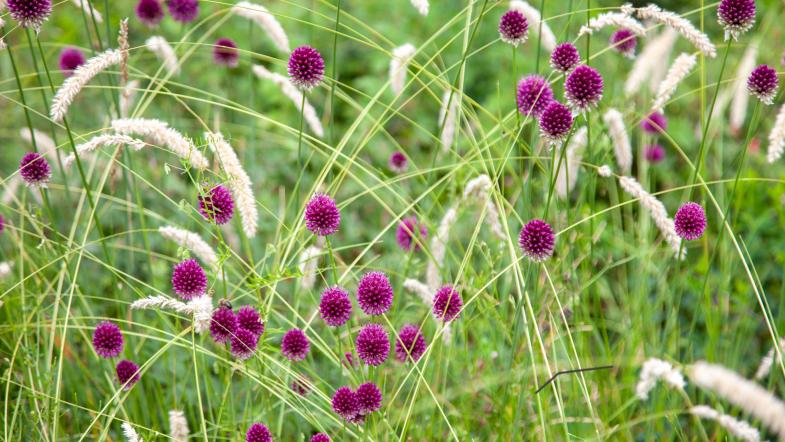 Kugelköpfiger Lauch (Allium sphaerocephalon)
