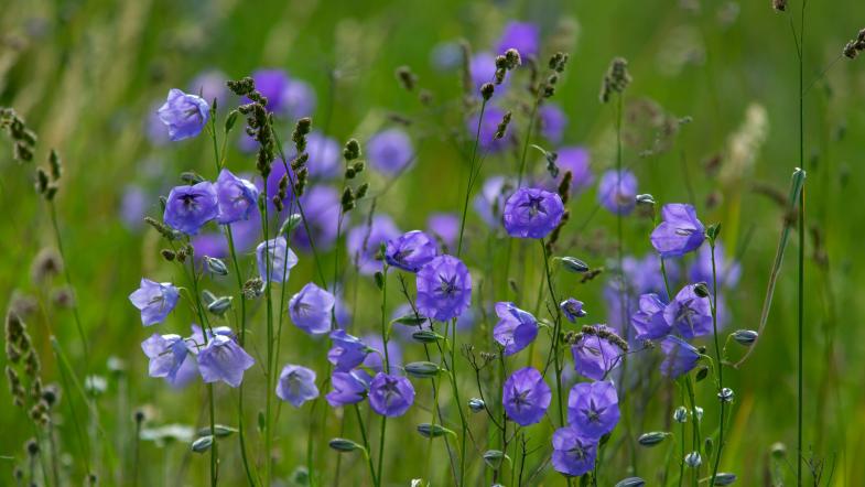Pfirsichblättrige Glockenblume (Campanula persicifolia)