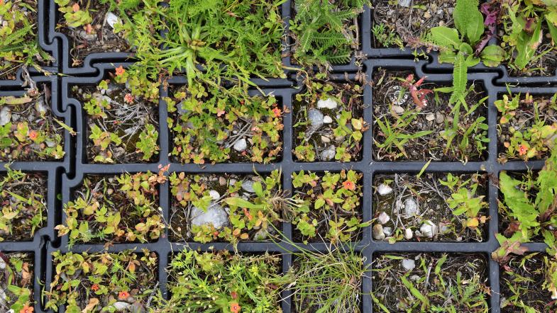 Rasengitterwaben aus Kunststoff sind sehr leicht, haben eine sehr gute Versickerungsleistung (bis zu 90%) und ermöglichen eine nahezu geschlossene Vegetationsdecke, wie hier im Bild beispielsweise Spontanvegetation. Kunststoff-Rasengitterwaben sind als Stellplatz für Pkw und Fahrrad gut geeignet und je nach Wabengröße auch gut begehbar. 